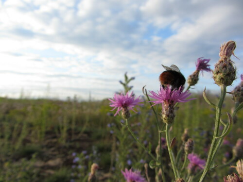 Kleines Hummelchen auf einer lila Kornblume

Aufnameort: Mainz
Kamera: Canon Powershot SX230