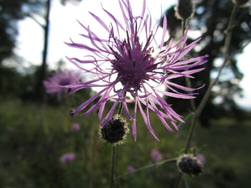 lila-kornblume-im-abendlicht-7357.jpeg