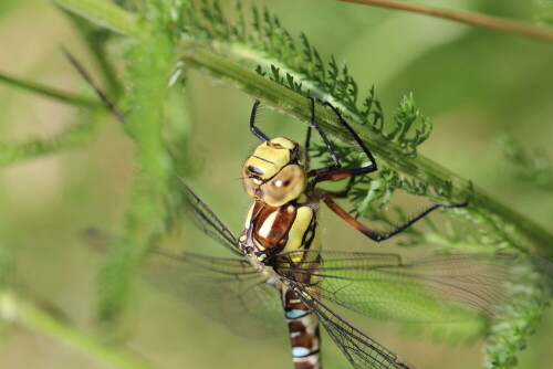 Setzte sich an einen Schafgarbenstängel und ließ sich willig fotografieren.

Aufnameort: Marburg, Vorgarten An der Zahlbach 19, 22.07.2012
Kamera: Canon EOS 600D, 1/125; 5,6; 100,0mm; ISO 125