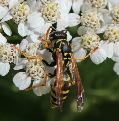 franzosische-feldwespe-polistes-dominulus-9591.jpeg