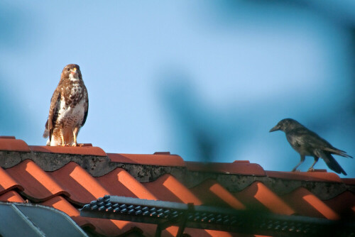 Eine Krähe attakiert einen jungen Bussard. Der lässt sich das lange gefallen, bis er davonfliegt, aber weiterhin von zwei Krähen verfolgt wird.

Aufnameort: Hannover - Innenhof eines Häuserblocks
Kamera: Nikon D 90