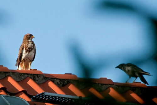 Krähe attakiert Bussard (s. Bild I zur Sequenz)

Aufnameort: Hannover - Innenhof eines Häuserblocks
Kamera: Nikon D 90