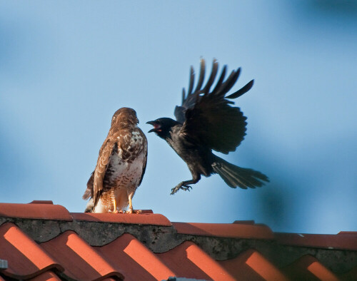 krahe-gegen-bussard-iii-7367.jpeg