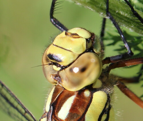 schau-mir-in-die-augen-9594.jpeg