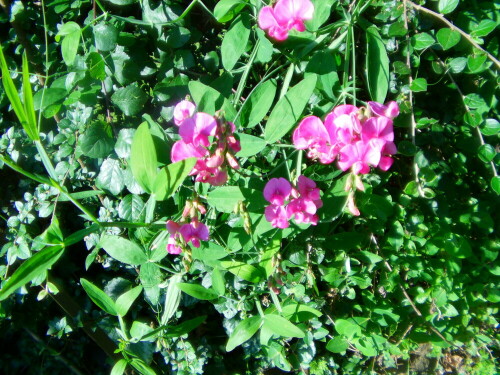 breitblattrige-platterbse-lathyrus-latifolius-l-8789.jpeg