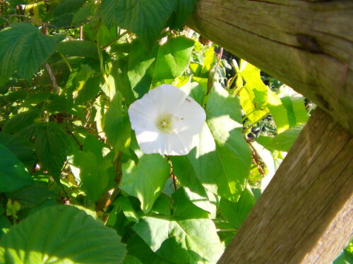 echte-zaunwinde-calystegia-sepium-r-br-8793.jpeg