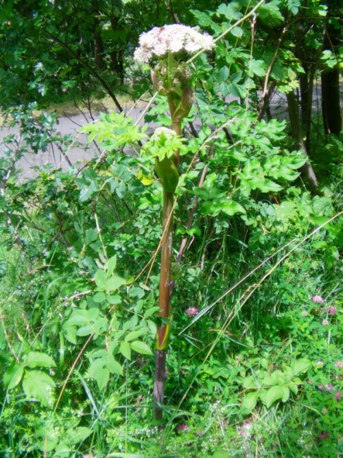 wald-engelwurz-arngelica-sylvestris-l-9578.jpeg