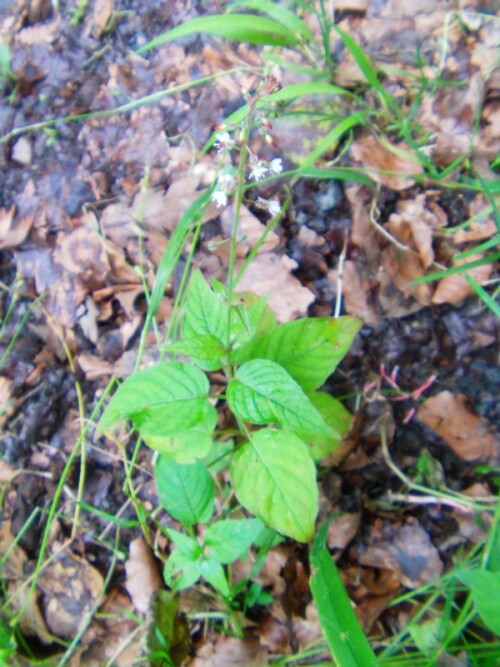 Das Hexenkraut(Circaea(L.)) kann auch ruderal an Wegrändern von Wäldern wachsen und blühen.
http://de.wikipedia.org/wiki/Circaea

Aufnameort: Eiershausen Wald am Hirschberg
Kamera: Medion digitaler Full-HD-Camcorder mit Touchscreen