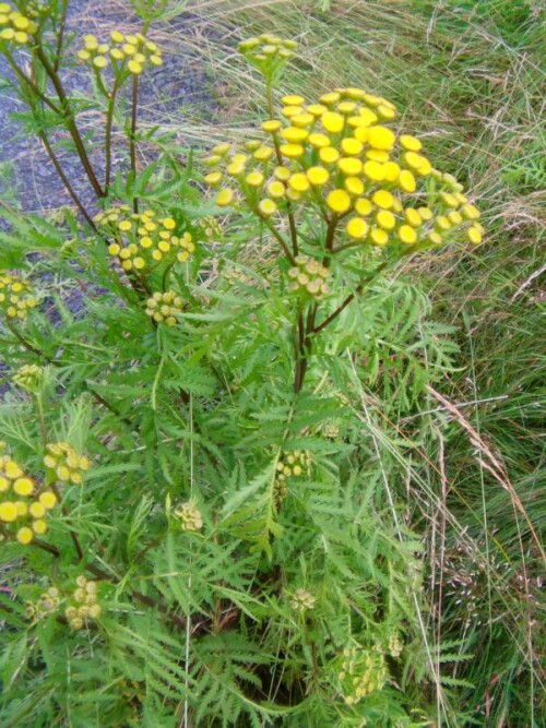 rainfarn-tanacetum-vulgare-l-9582.jpeg