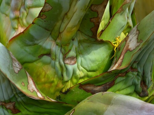 bedingt durch den über 5 m hohen Blütenstand zieht die Agave ein. Am Ende wird sie sterben, das ist der Preis für die Blüte.

Aufnameort: Ansbach Hofgarten
Kamera: Panasonic Lumix FZ150