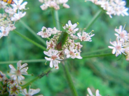 grune-futterwanze-lygocoris-pabulinus-8809.jpeg