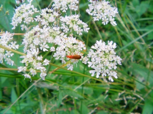 rotgelber-weichkafer-rhagonycha-fulva-scopoli-1763-8803.jpeg