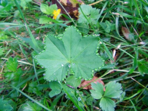 Beim gewöhnlichen Frauenmantel(Alchemilla vulgaris(L.)) kann gelegentlich an seinen Blättern Guttation(bedeutet soviel wie pflanzliche Abgabe von Wasser an den Rändern) beobachtet werden.
http://de.wikipedia.org/wiki/Guttation
http://de.wikipedia.org/wiki/Frauenmantel

Aufnameort: Eiershausen Waldweg am Hirschberg
Kamera: Medion digitaler Full-HD-Camcorder mit Touchscreen