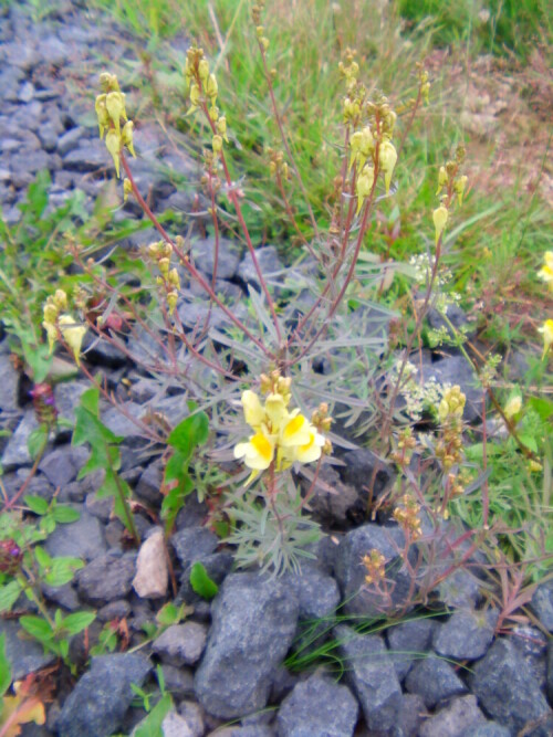 Leinkraut echtes (Linaria vulgaris(Mill.)) kann ruderal aufwachsen und blühen; es gibt es aber auch als Gartenpflanze.
http://de.wikipedia.org/wiki/Kleines_L%C3%B6wenmaul

Aufnameort: Simmersbach südlich des "Flughafens" für Modellflugzeuge
Kamera: Medion digitaler Full-HD-Camcorder mit Touchscreen