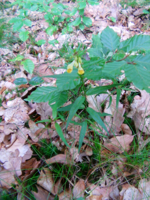 Der Wald-Wachtelweizen ist auf die Alpen sowie die höheren Mittelgebirge in Deutschland beschränkt.
http://de.wikipedia.org/wiki/Wald-Wachtelweizen

Aufnameort: Simmersbach südlich der Schutzhütte An der Hasenhecke
Kamera: Medion digitaler Full-HD-Camcorder mit Touchscreen