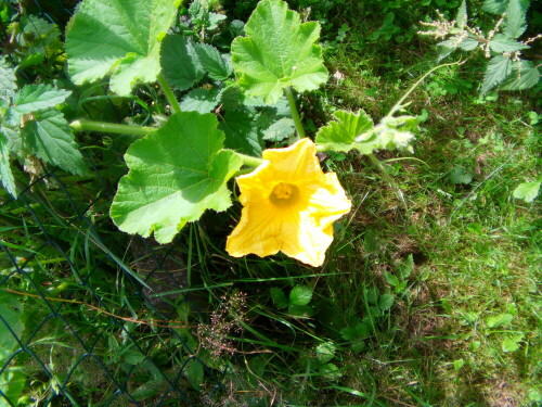 Auch manche Gemüsepflanze kann per Blüte ihren Besitzer bzw. -in erfreuen.
http://de.wikipedia.org/wiki/K%C3%BCrbis

Aufnameort: Eiershausen Garten
Kamera: Medion digitaler Full-HD-Camcorder mit Touchscreen