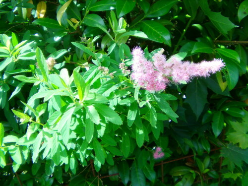 Hin und wieder auch als Gartenstrauch anzutreffen
http://de.wikipedia.org/wiki/Spierstrauch

Aufnameort: Eiershausen Garten
Kamera: Medion digitaler Full-HD-Camcorder mit Touchscreen