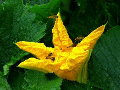 Schwebfliegen (Episyrphus balteatus) auf einer Zucchiniblüte

Aufnameort: Nienburg (Weser)
Kamera: Lumix FZ 150