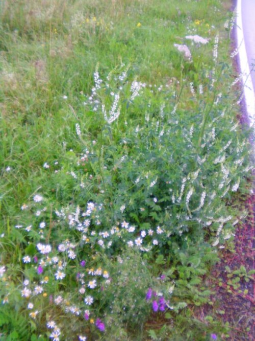 Weißer Steinklee kann gelegentlich auch an Straßenrändern angetroffen werden.
http://de.wikipedia.org/wiki/Wei%C3%9Fer_Steinklee
(Hier in Bildmitte rechts)

Aufnameort: Simmersbach und Umgebung
Kamera: Medion digitaler Full-HD-Camcorder mit Touchscreen