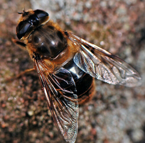 Die auch als Mistbiene bezeichnete Schwebfliege Eristalis tenax in Großaufnahme.

Aufnameort: Eigener Garten in Weidenbach (Mittelfranken)
Kamera: Nikon D600