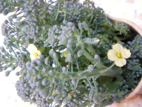 broccoli-brassica-oleracea-var-italica-plenck-8815.jpeg