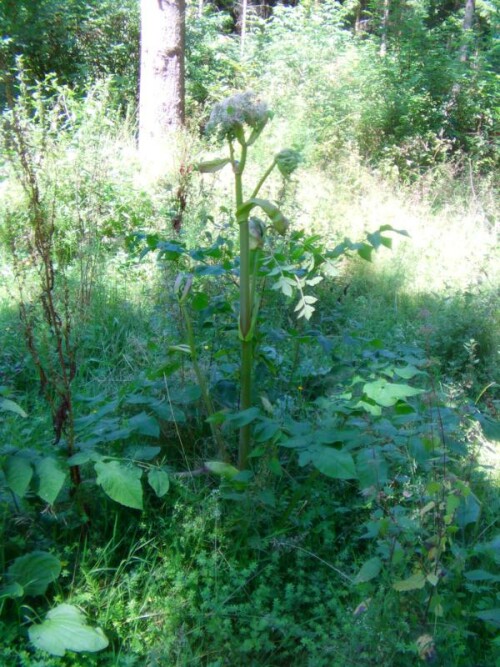 wiesen-barenklau-heracleum-sphondylium-l-8790.jpeg