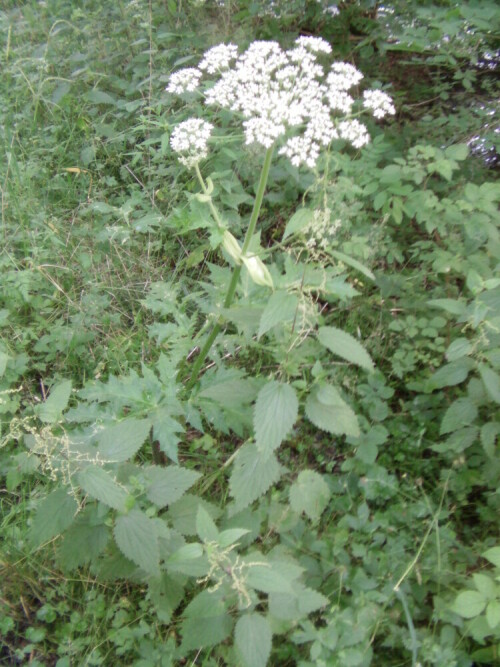 barenklau-heracleum-l-8773.jpeg