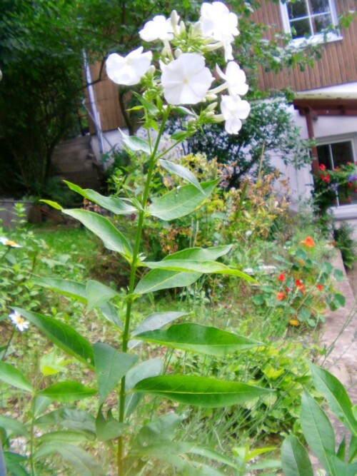 hoher-stauden-phlox-phlox-paniculata-l-8792.jpeg