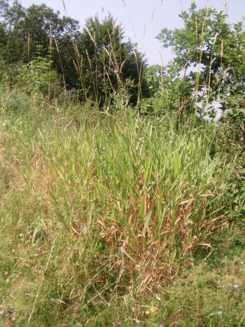 land-reitgras-calamagrostis-epigejos-roth-8795.jpeg