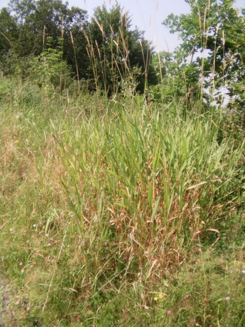 land-reitgras-calamagrostis-epigejos-roth-9587.jpeg