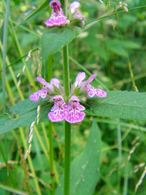 Blüten eines Wald-Ziests(Stachys sylvatica(L.))
http://de.wikipedia.org/wiki/Waldziest

Aufnameort: Waldweg am Hirschberg
Kamera: Medion digitaler Full-HD-Camcorder mit Touchscreen