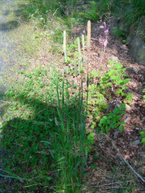 Ein Gras, das auch durch seinen Habitus auffallen kann.
http://de.wikipedia.org/wiki/Wiesen-Lieschgras

Aufnameort: Eiershausen Waldweg am Hirschberg
Kamera: Medion digitaler Full-HD-Camcorder mit Touchscreen