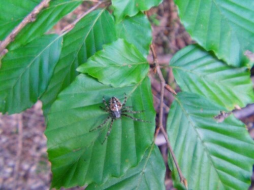 gartenkreuzspinne-araneus-diadematus-clerck-1757-8840.jpeg