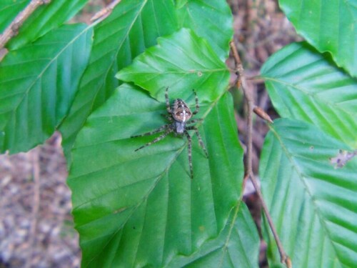 gartenkreuzspinne-araneus-diadematus-clerck-1757-9380.jpeg