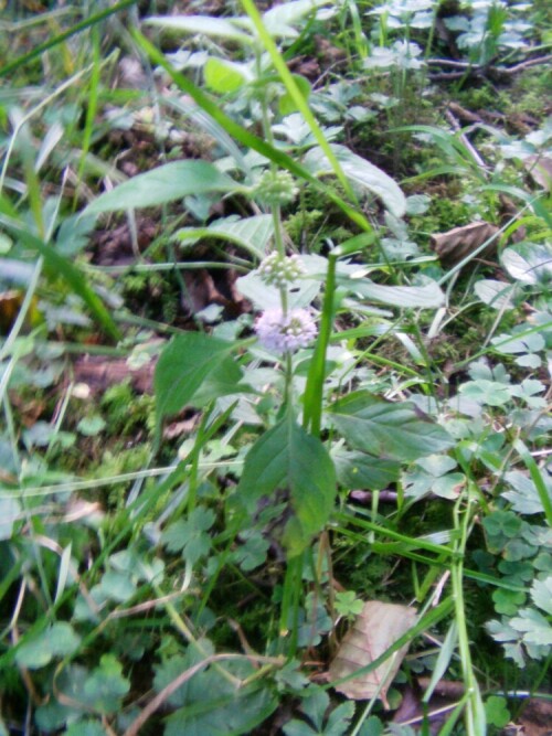 Weniger auffällige wie wild vorkommende Minzenart.
http://de.wikipedia.org/wiki/Acker-Minze

Aufnameort: Eiershausen Hirschbergwald
Kamera: Medion digitaler Full-HD-Camcorder mit Touchscreen