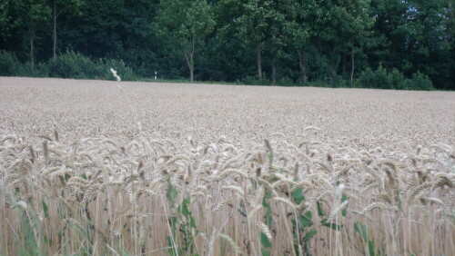 

Aufnameort: Allersdorf Lkr. Bayreuth
