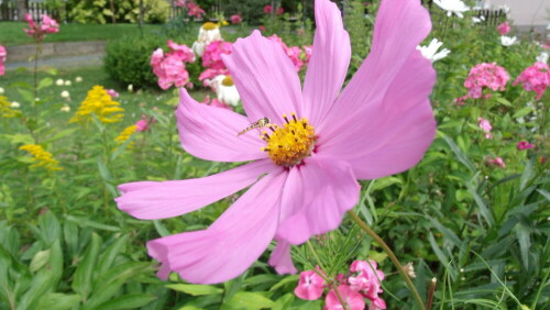 cosmea-hat-besuch-7442.jpeg