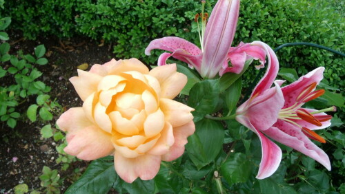 eine-rose-neben-lilien-7443.jpeg