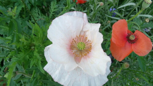 

Aufnameort: in meinem Garten
