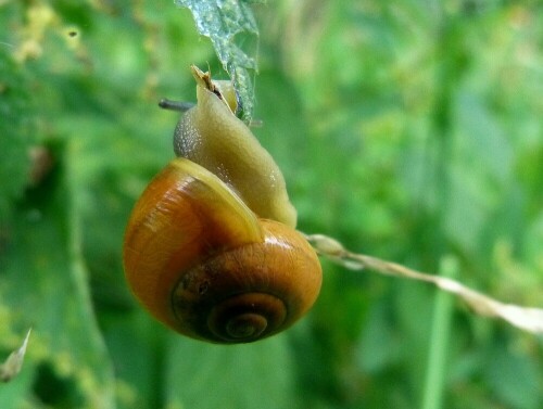 Die Garten-Bänderschnecke (Cepaea hortensis), hier eine ungebänderte Variante, ist ein wahrer Kletterkünstler

Aufnameort: Gottesgabe
Kamera: Lumix DMC-FZ150