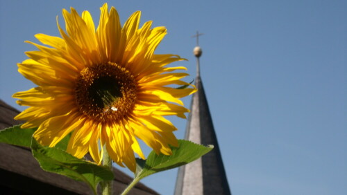 Sonnenblume und Kirchturmspitze von Fichtelberg

Aufnameort: Fichtelberg in meinen Garten.
