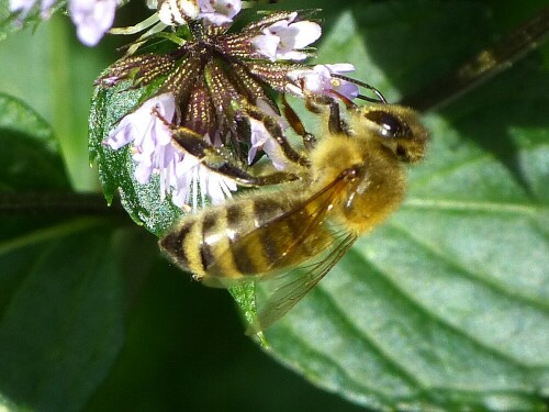 Honigbiene (Apis mellifera) an einer Pfefferminz-Blüte

Aufnameort: Nienburg (Weser)
Kamera: Lumix DMC-FZ150