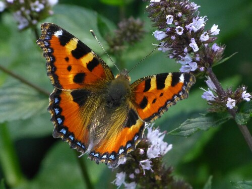 kleiner-fuchs-aglais-urticae-7499.jpeg