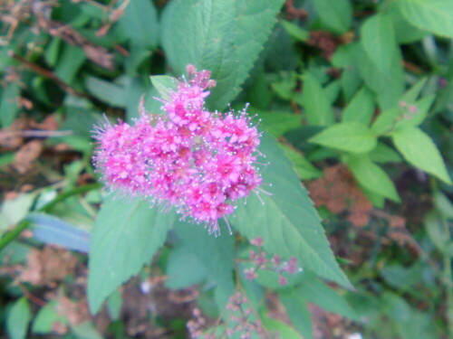 roter-spierstrauch-anthony-waterer-spiraea-bumalda-9602.jpeg