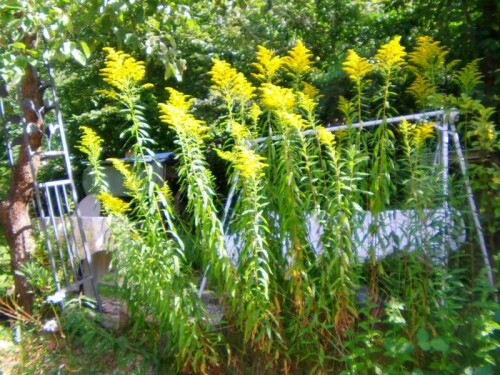 kanadische-goldrute-solidago-canadensis-l-9296.jpeg