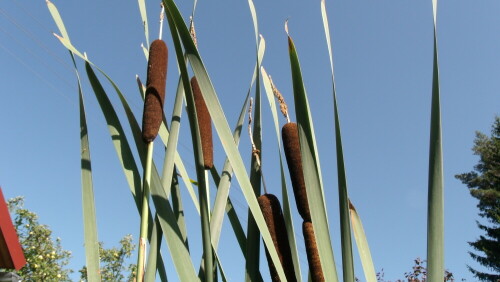 am Gartenteich

Aufnameort: Mehlmeisel (Ortsteil Bärenschlag)
