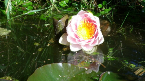 teichrose-im-gartenteich-7480.jpeg