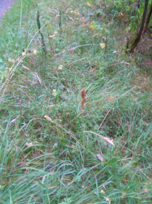 Gelegentlich auch an Wildgräsern anzutreffen
(Siehe etwa Bildmitte)
http://de.wikipedia.org/wiki/Mutterkorn

Aufnameort: Eiershausen Hirschbergwald
Kamera: Medion digitaler Full-HD-Camcorder mit Touchscreen