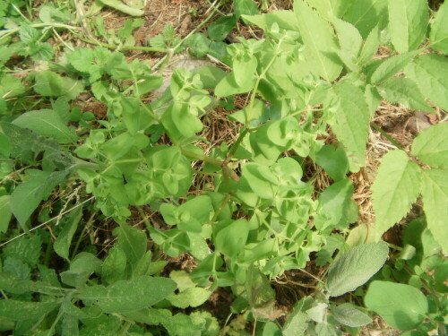 garten-wolfsmilch-euphorbia-peplus-l-8856.jpeg