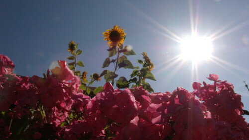 der August in Hochform

Aufnameort: Fichtelberg in meinem Garten.
